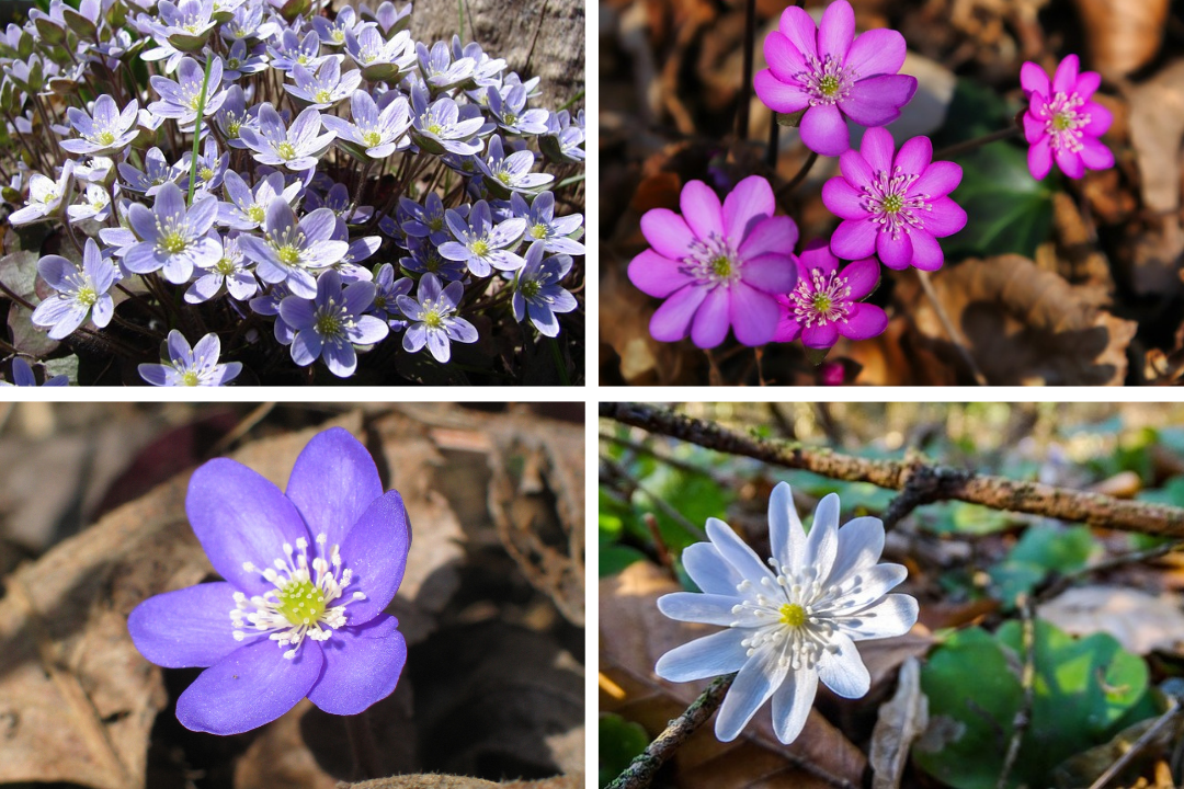 4 verschiedene farbvarianten des leberbluemchens