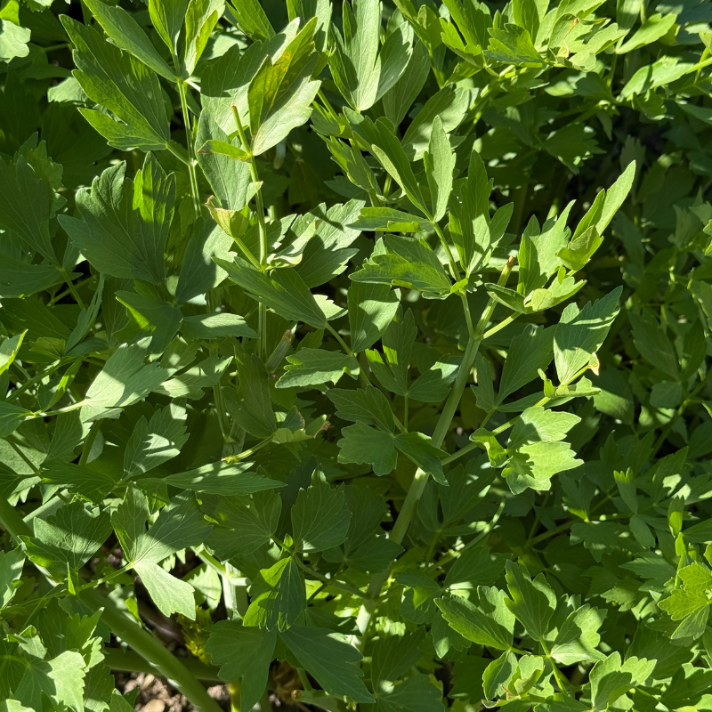 Liebstöckelpflanze, Nahaufnahme der Blätter