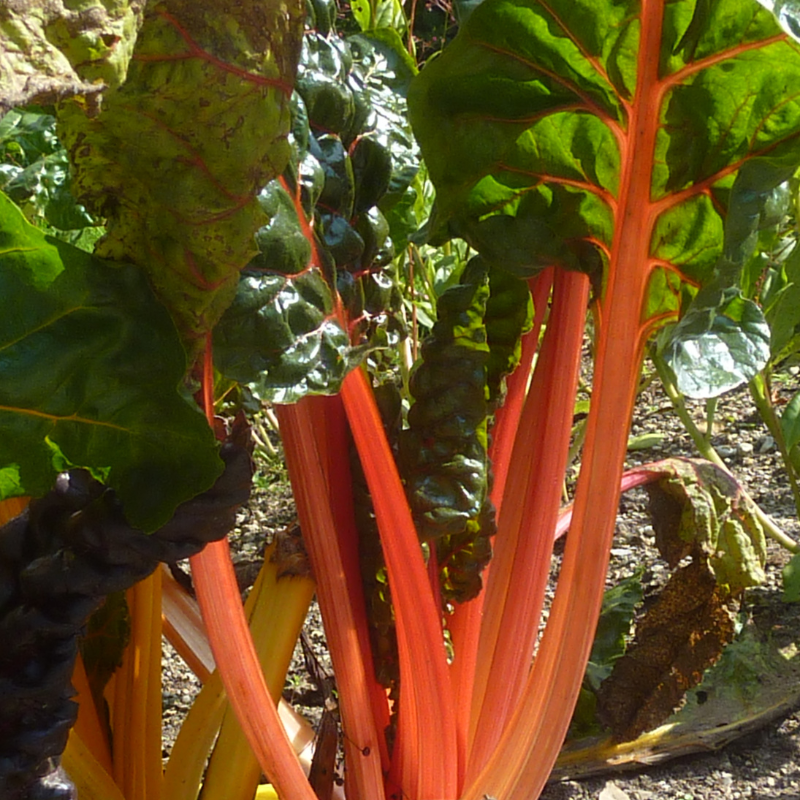 Mangold mit orangeroten Stielen