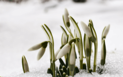 Mariä Lichtmess und Imbolc