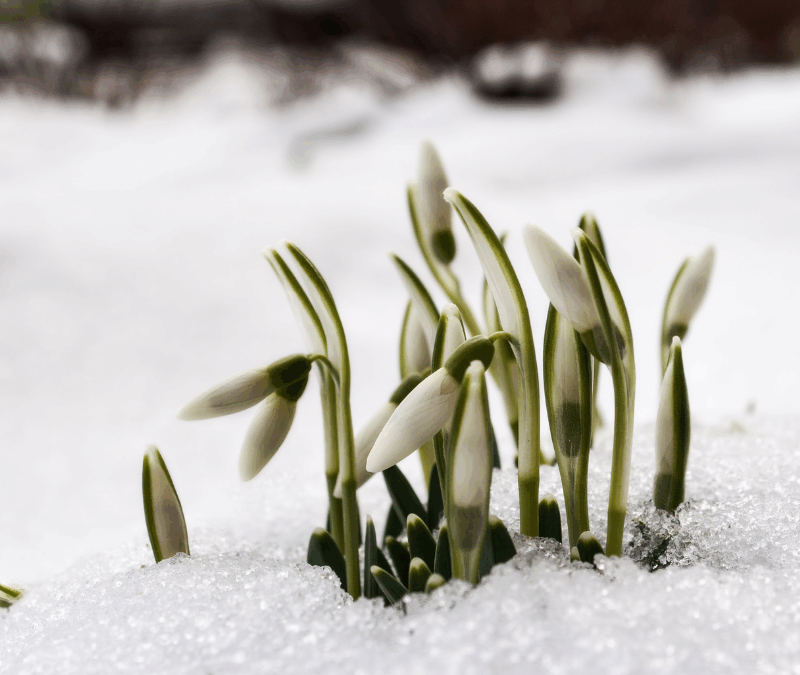 Mariä Lichtmess und Imbolc