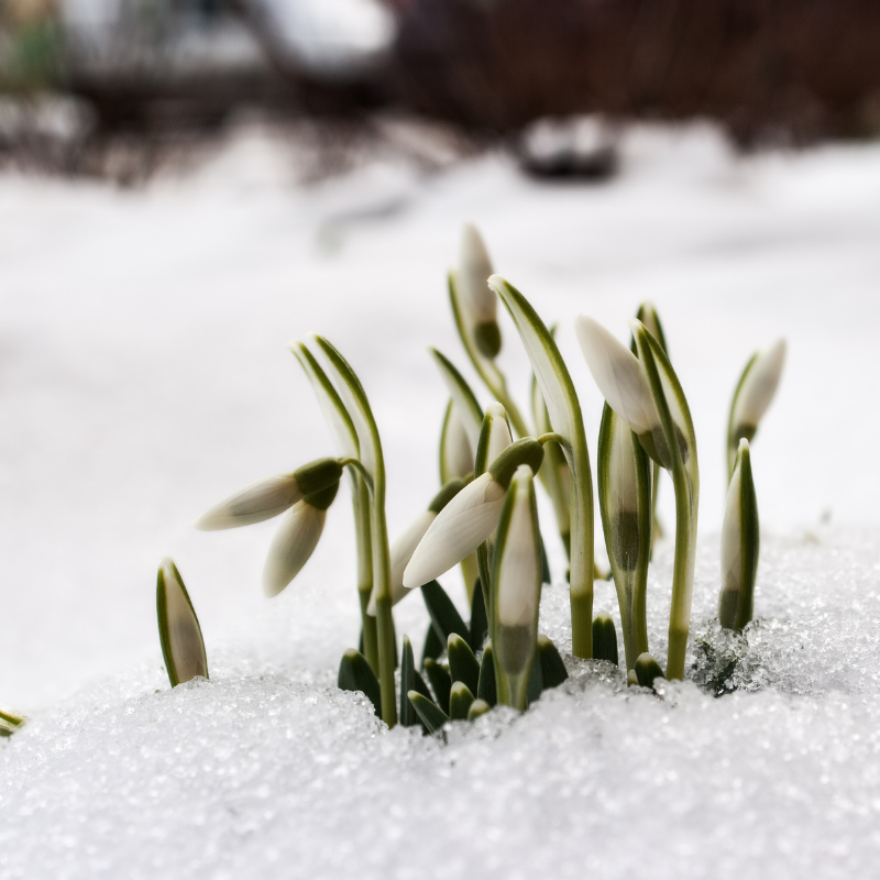Eine Gruppe von Schneegloeckchen im Schnee