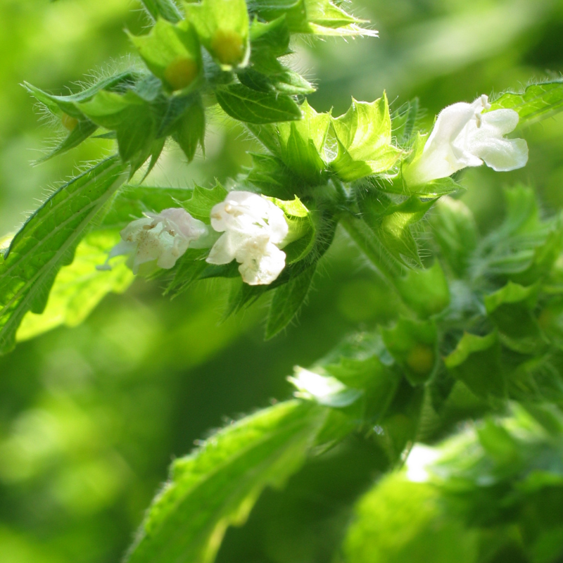 Zitronenmelisse- die weißen Blüten in Nahaufnahme