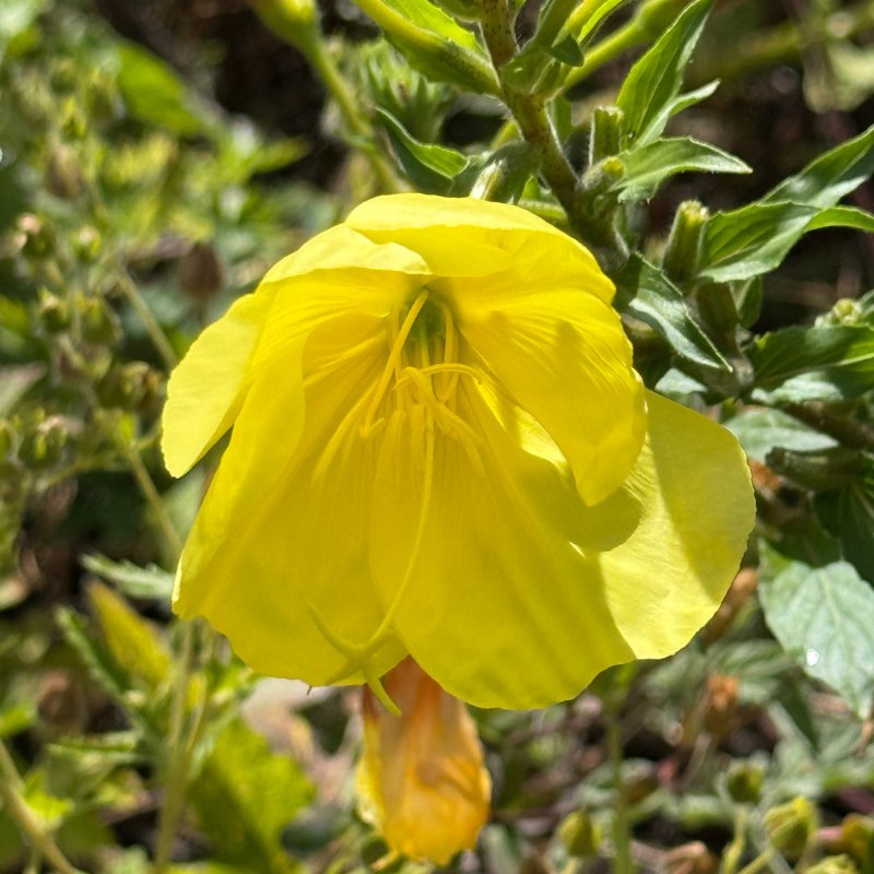 Zitronengelbe Blüte der Nachtkerze