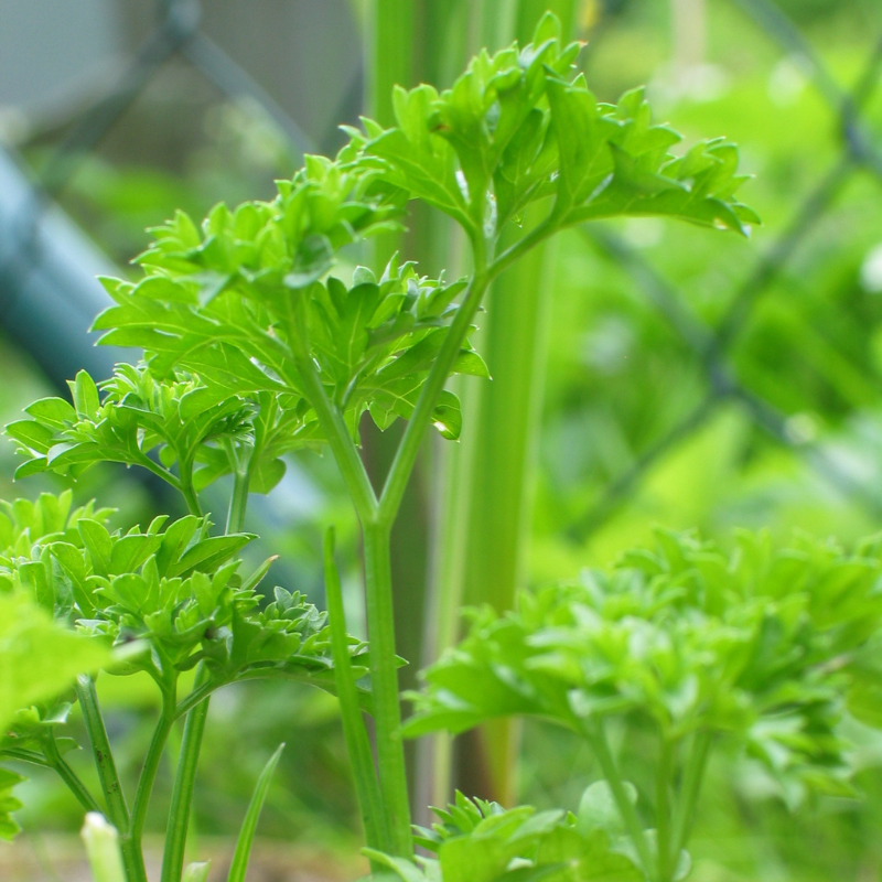 Krause Petersilie in Nahaufnahme