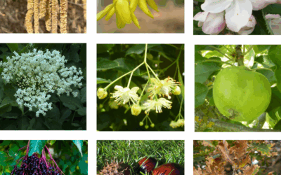 Phänologie – oder warum es mehr als vier Jahreszeiten gibt