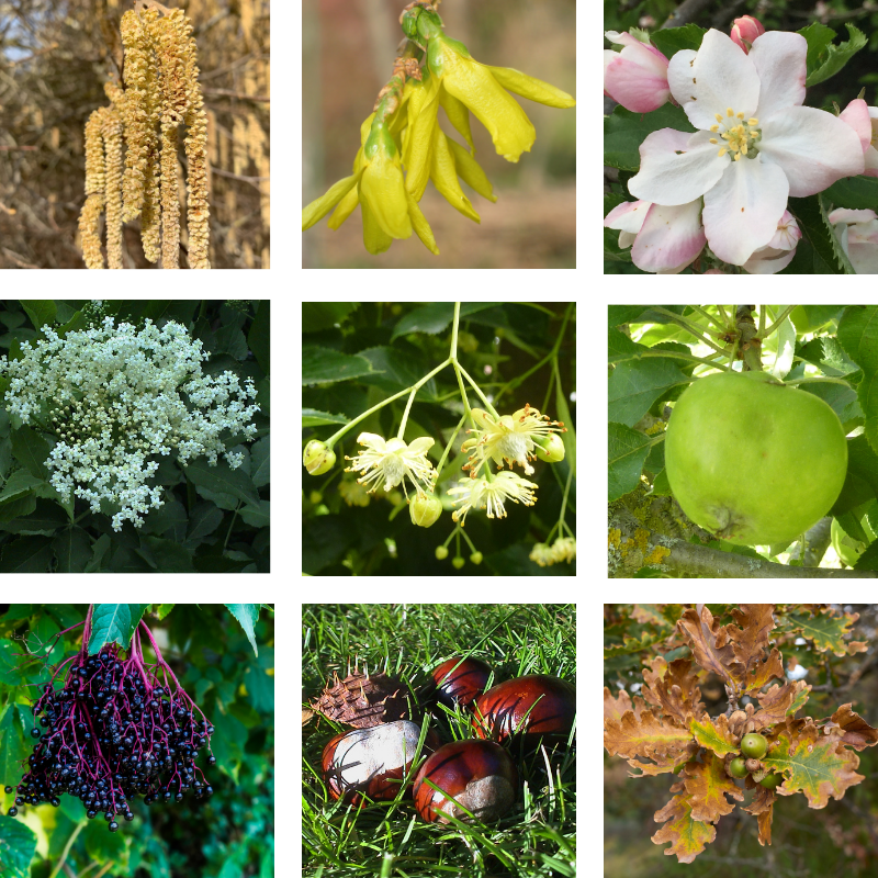 9 phaenologische Zeigerpflanzen