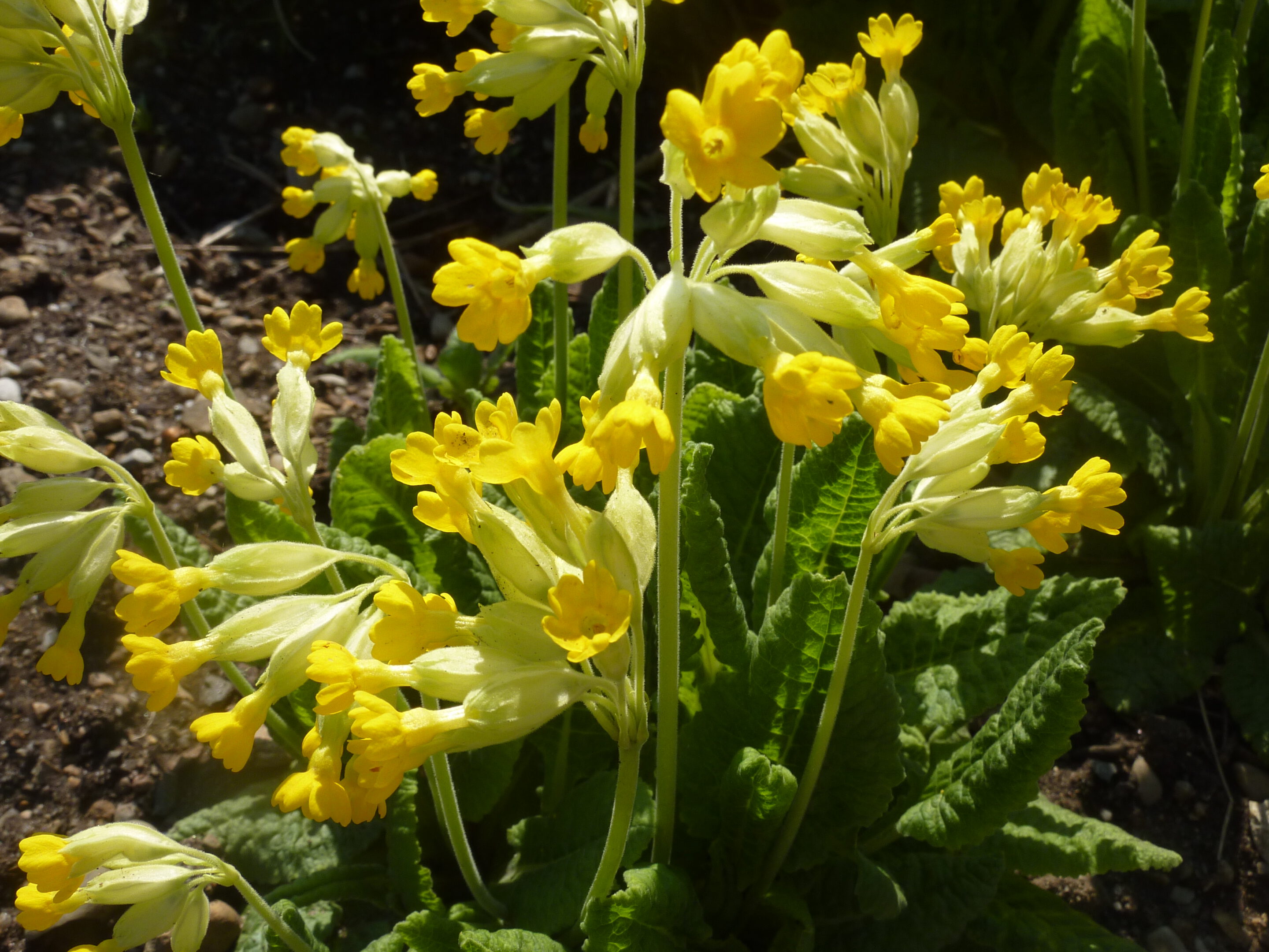 Ein Pulk mit bl&uuml;henden Schluesselblumen