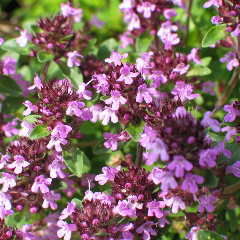 Pinke Blüten des Quendels