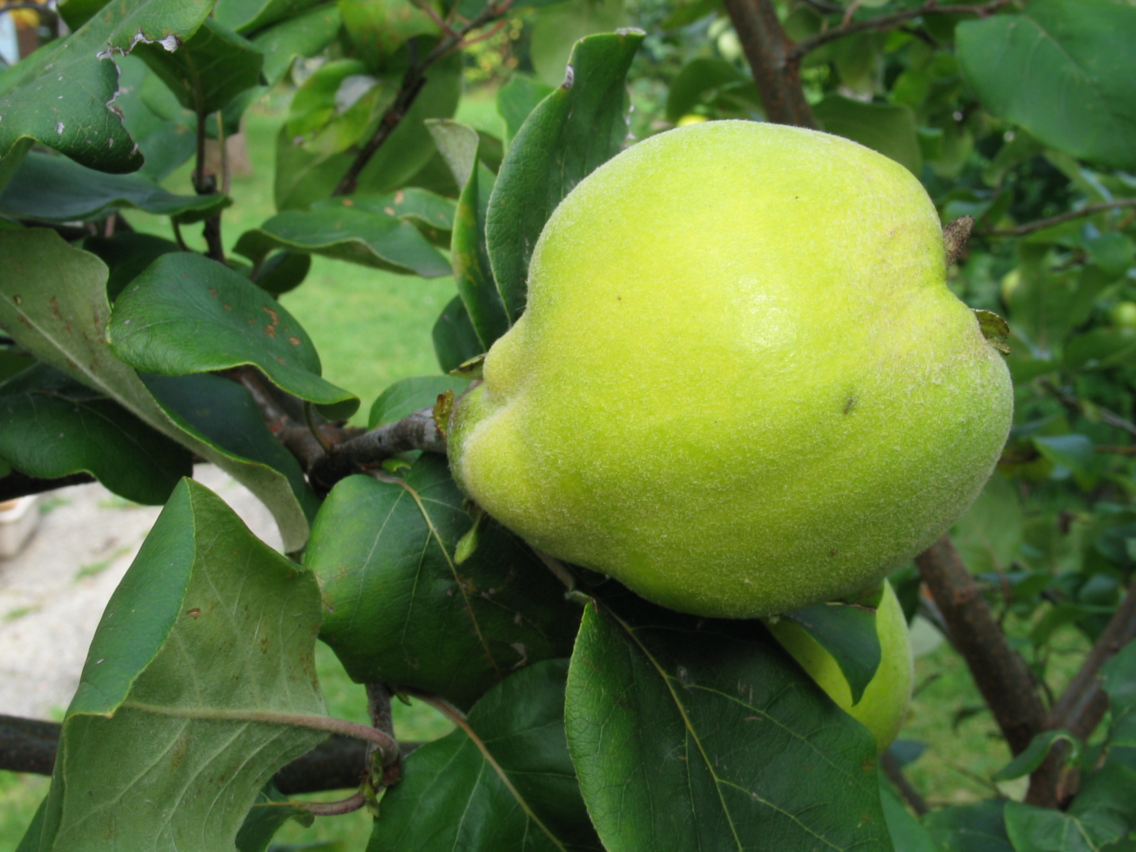 Nahaufnahme einer Quitte am Baum h&auml;ngend