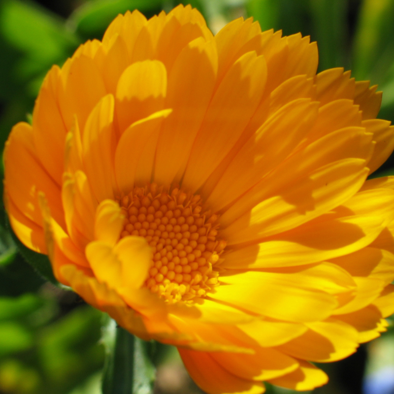 Gelbe Ringelblumenblüte