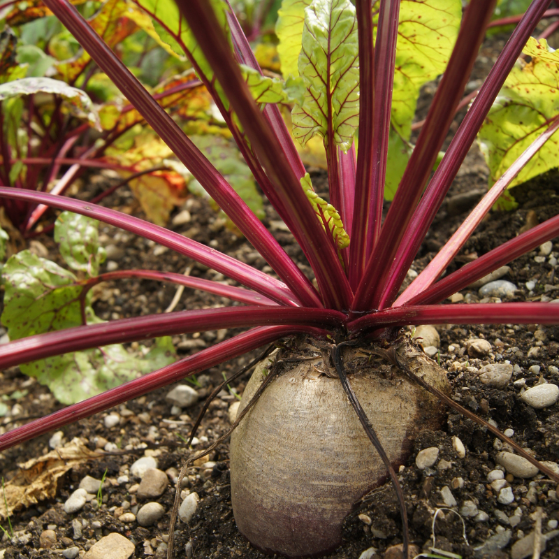 Erntereife Rote Rübe im Beet, Nahaufnahme