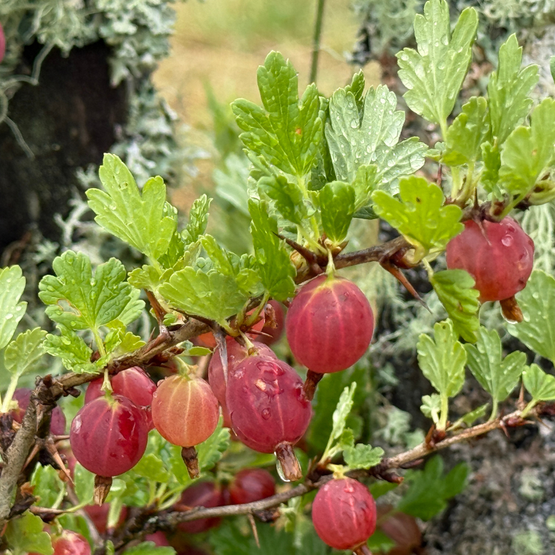 Rote Stachelbeeren am Strauch in Nahaufnahme