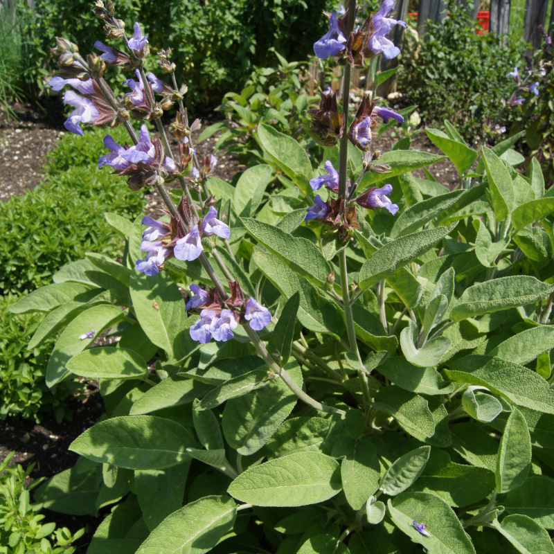 Blühender Salbei im Garten