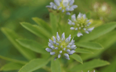 Schabzigerklee | Gewürz- und Heilpflanze