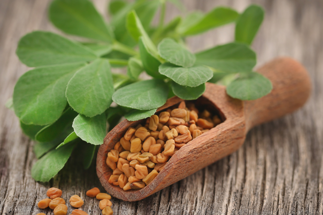 Samen des Schabzigerklees sowie einige Bl&auml;tter