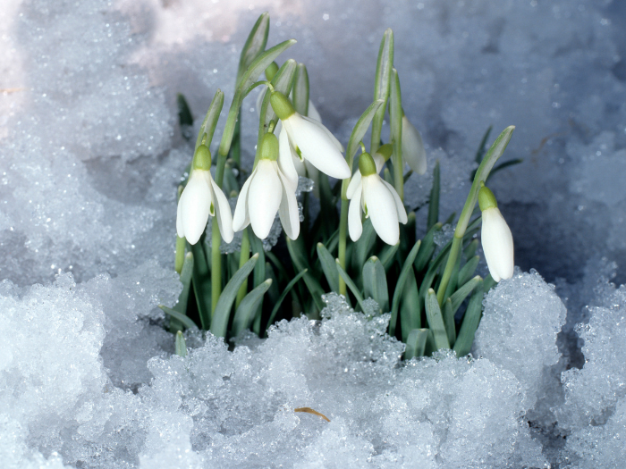 Schnnegloeckchen spitzen aus dem Schnee heraus