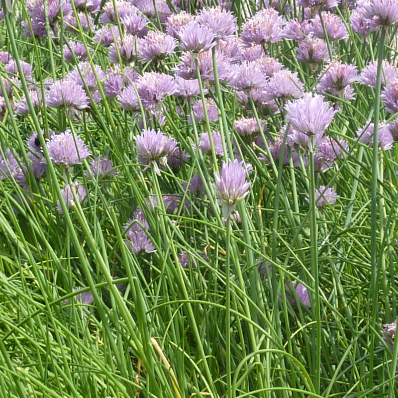 Schittlauch im Beet mit vielen zartlila Blüten
