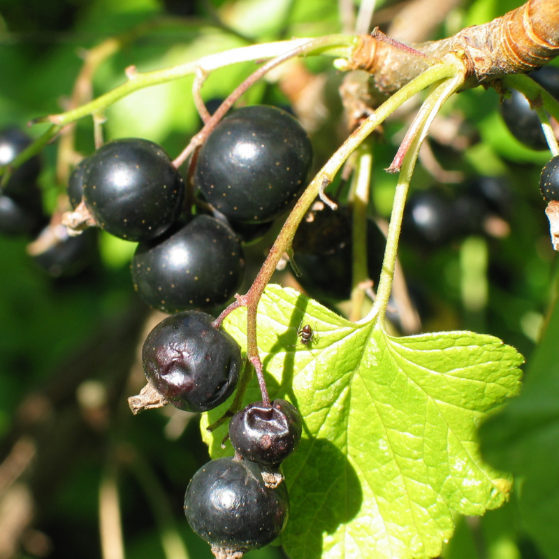 Schwarze Johannisbeeren am Strauch in Nahaufnahme
