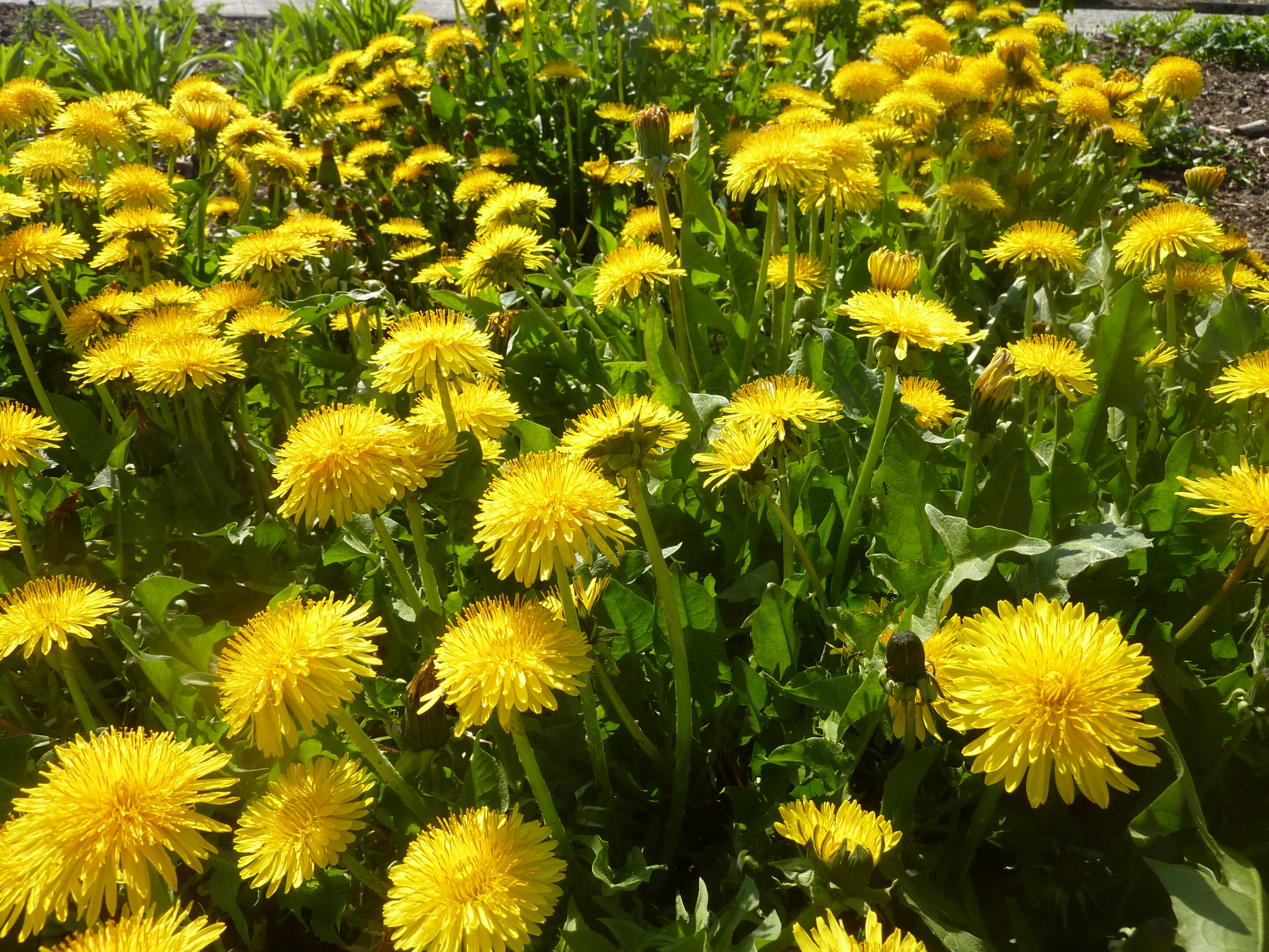 &Uuml;ppig bl&uuml;hende L&ouml;wenzahnwiese