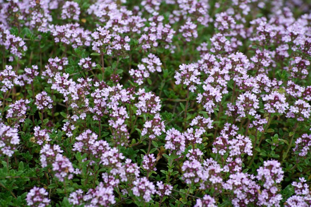 Bl&uuml;hender Thymian