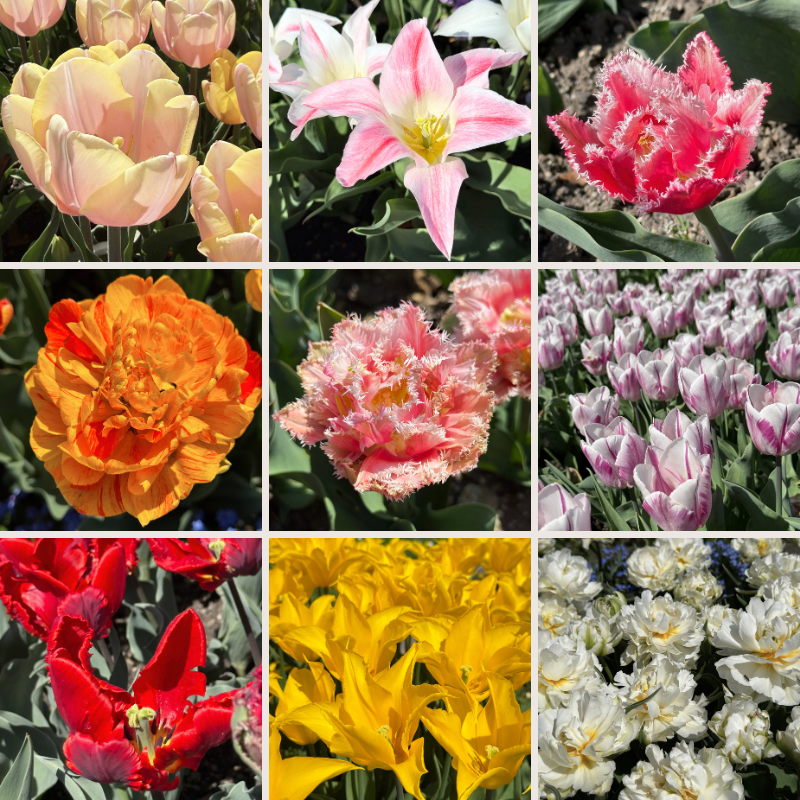 Collage mit gelben, lachsfarbenen, rosa, wei&szlig;en und roten Bl&uuml;ten