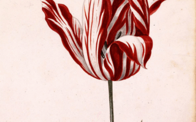 Tulpenmanie | Die Tulpe als Spekulationsobjekt