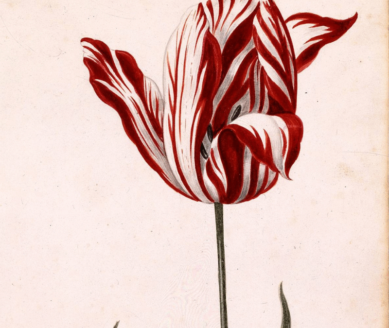 Tulpenmanie | Die Tulpe als Spekulationsobjekt