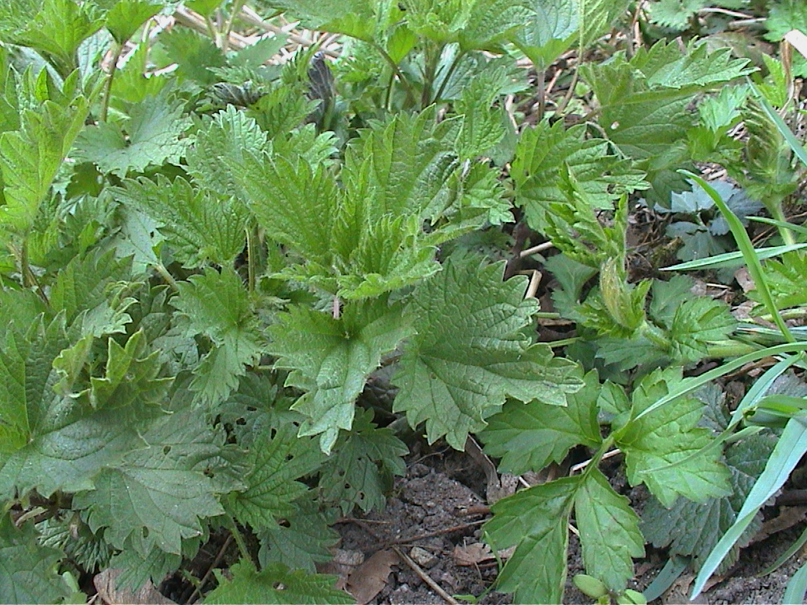 Junge Brennnesseltriebe