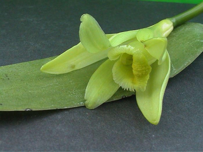 Nahaufnahme einer Vanillebluete, auf einem Blatt liegend