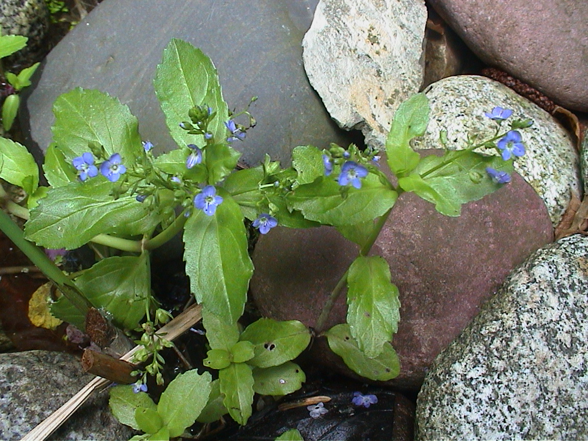 Bachbunge im Uferbereich