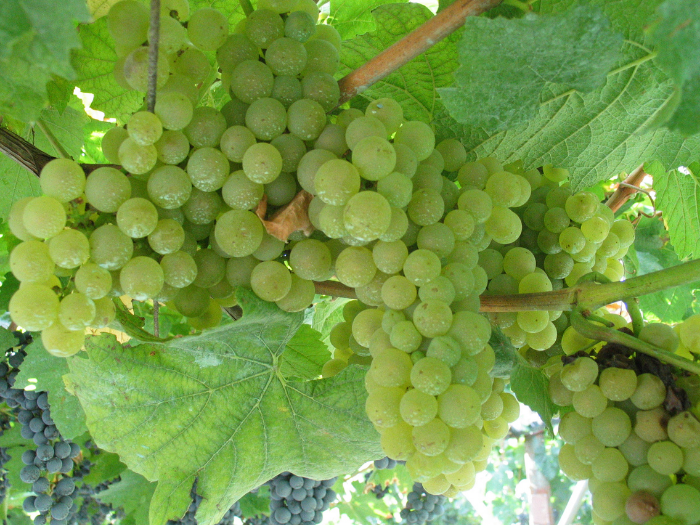 Wei&szlig;e Weintrauben am Weinstock 