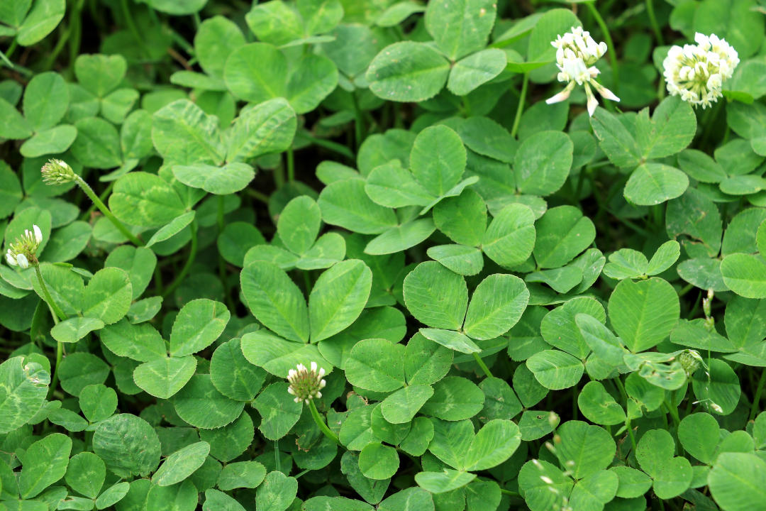 Bl&uuml;hender Wei&szlig;klee