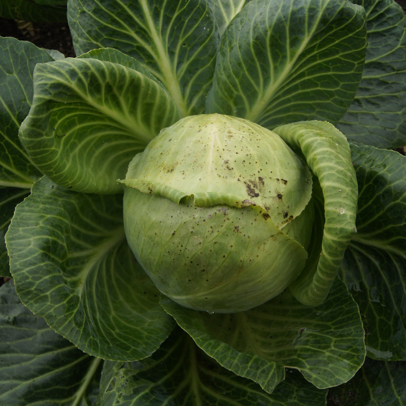 Weißkohl in Nahaufnahme, man sieht den fest geschlossenen Kohlkopf