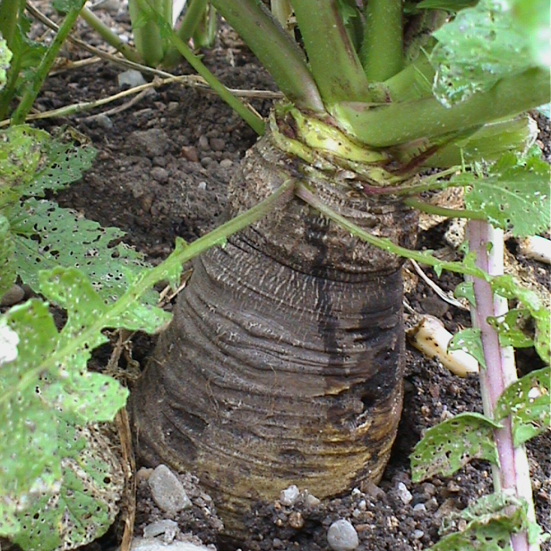 Erntereifer Schwarzer Winterrettich im Beet