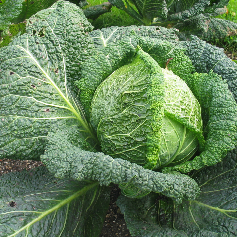 Erntereifer Wirsingkopf