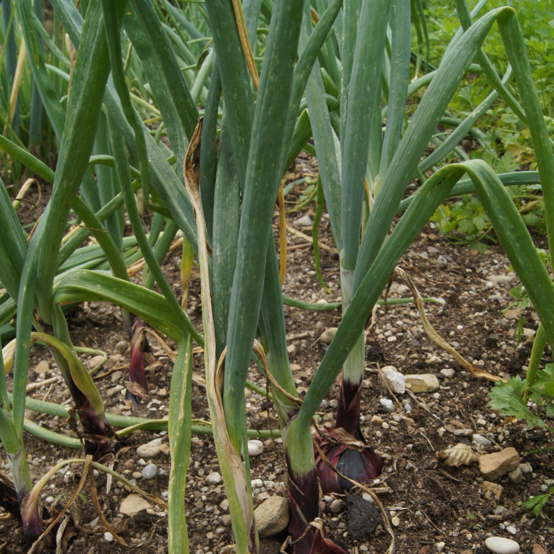 Erntereife Rote Zwiebel im Beet